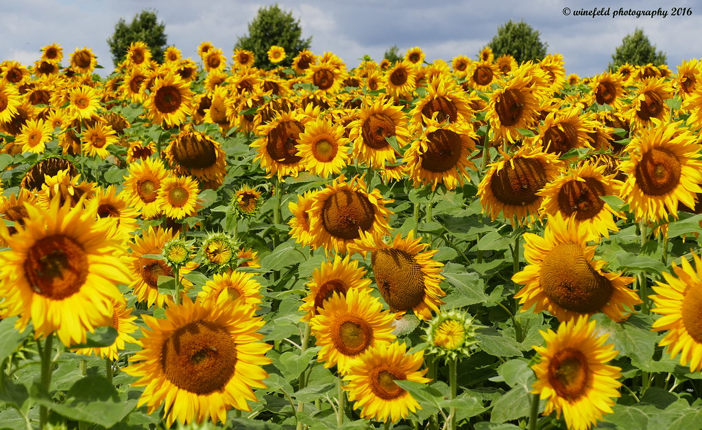 Sonnenblume (Helianthus annuus) / Sunflower Ordnung