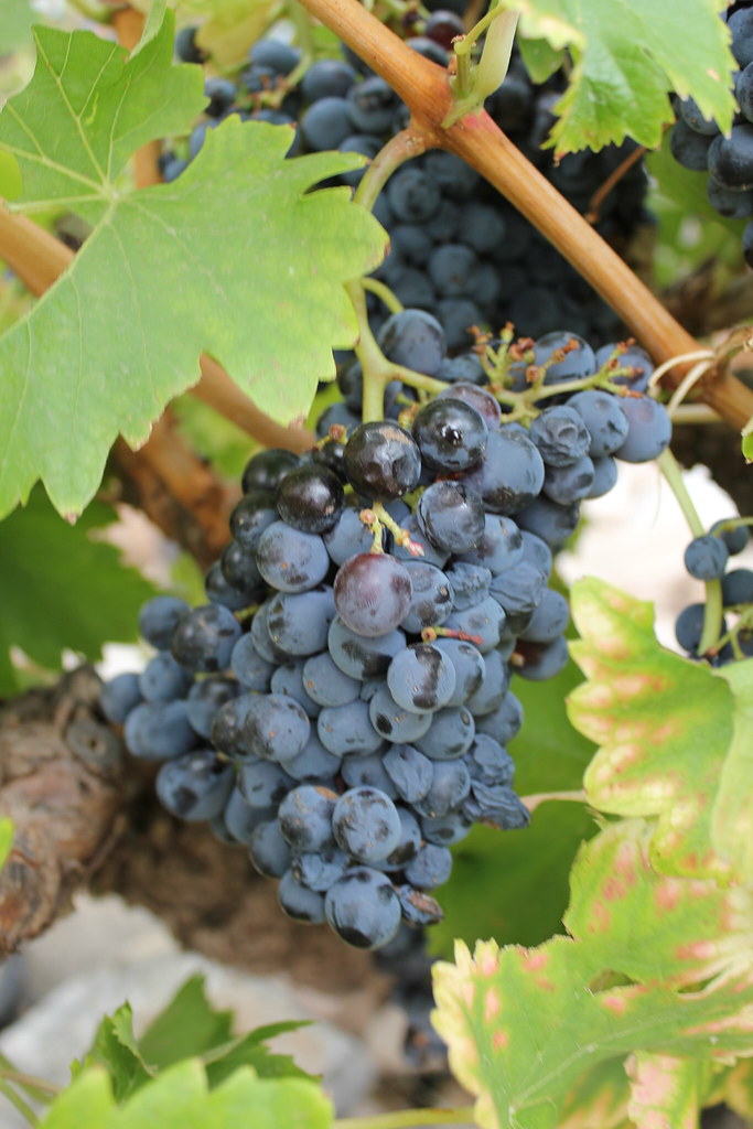 Grapes on the Vine Barossa Valley Grapes on the Vine B… Flickr