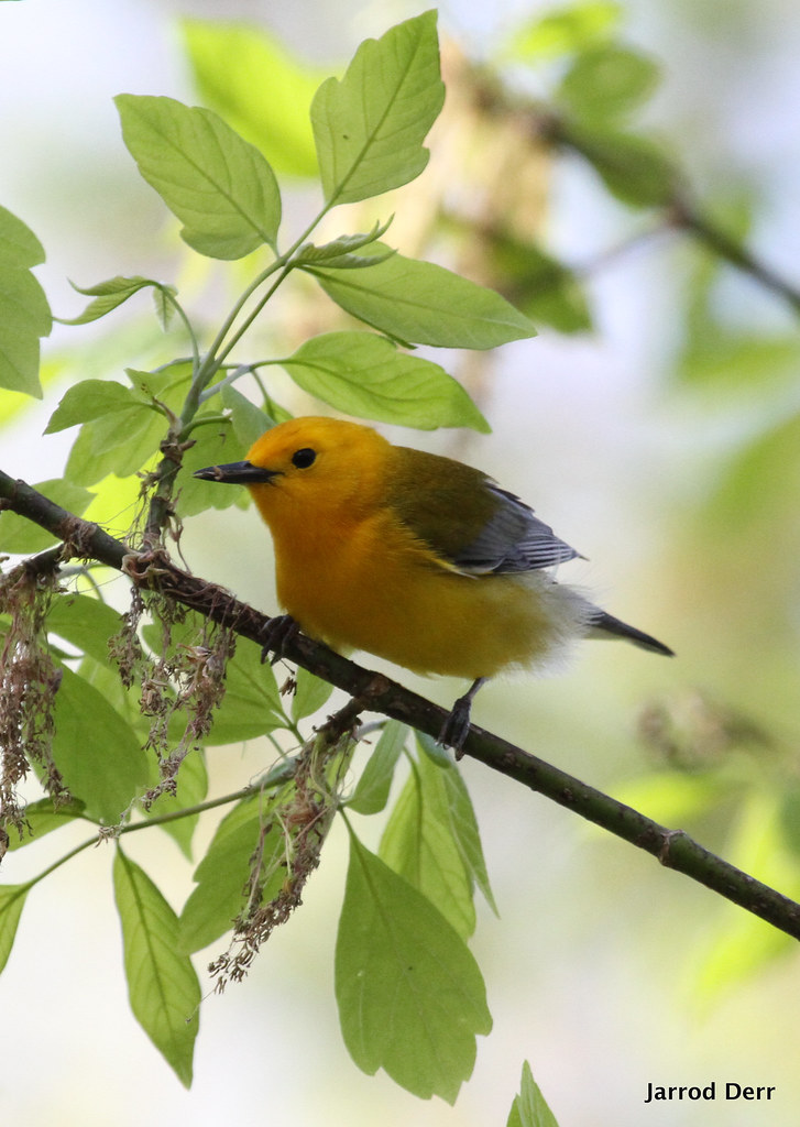 Prothonotary Warbler Lancaster County PA Jarrod Derr Flickr