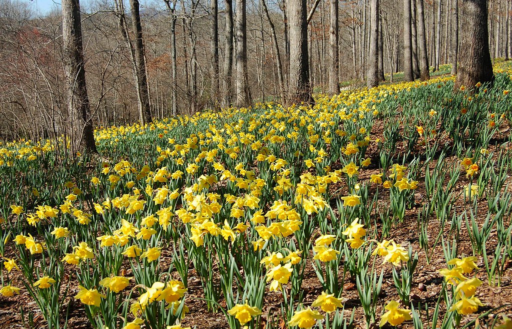 gibbs gardens daffodil festival 2023 Early March at Gibbs Gardens The Daffodil Festival Flickr