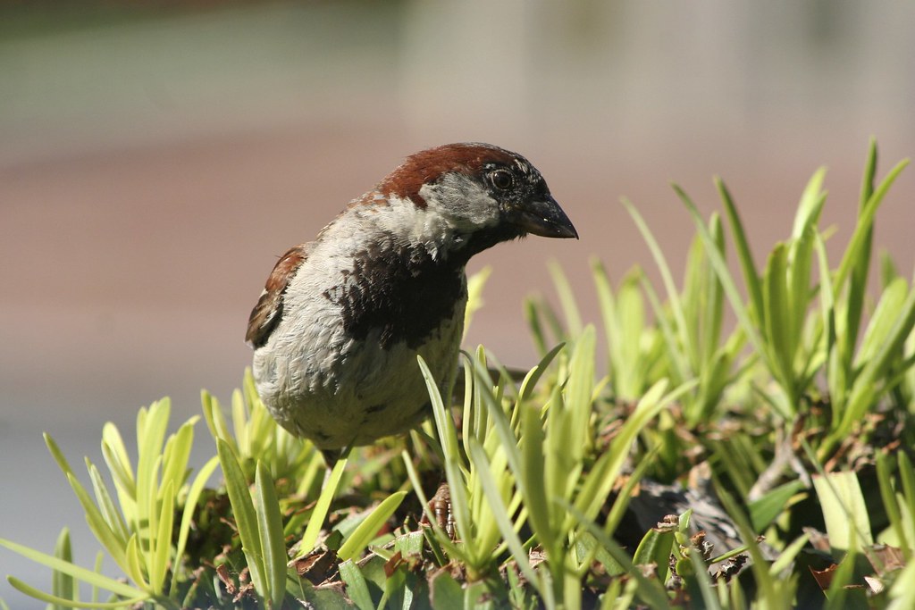 Disneyland birds. one of the many birds at disneyland that… Flickr