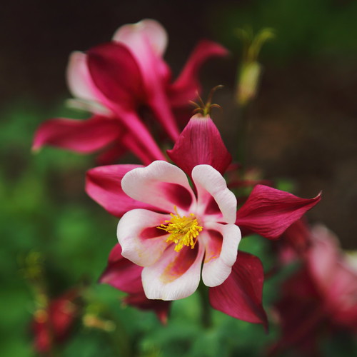 Dallas Flower 2 Not sure what kind of flower this is o… Flickr