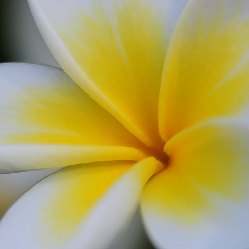 Frangipani My favourite flower smells as good as it look… Flickr