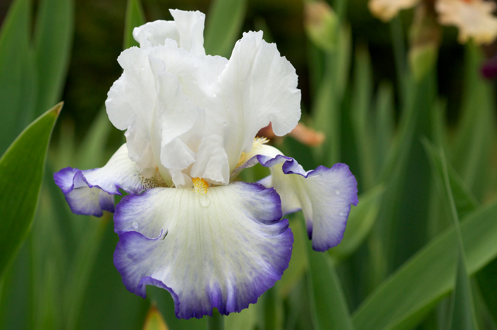 Iris 'Queen's Circle' Kerr 1999 Dykes Medal 2007 Growing i… Flickr