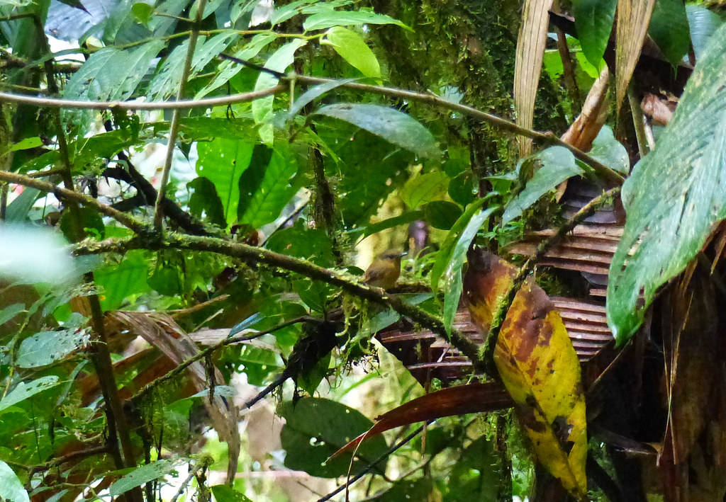 Bronzetyrann, Umgebung Montezuma Lodge, Kolumbien , NGID20… Flickr