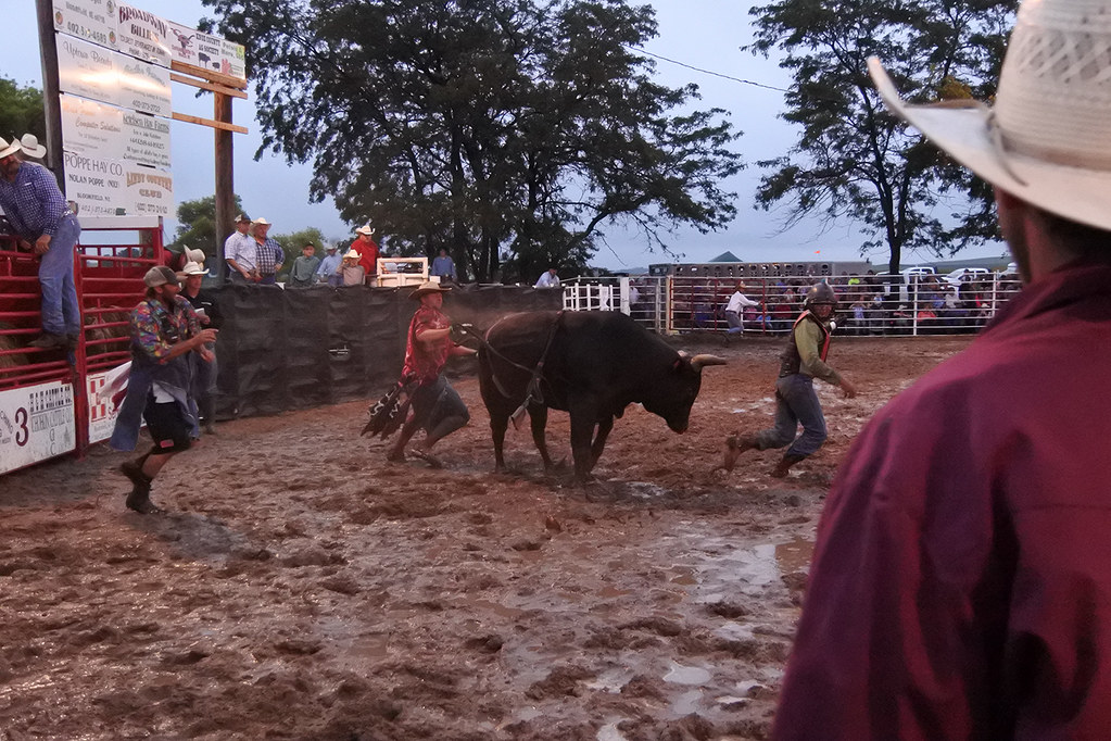 Bull11 The Verdigre Eagle Flickr