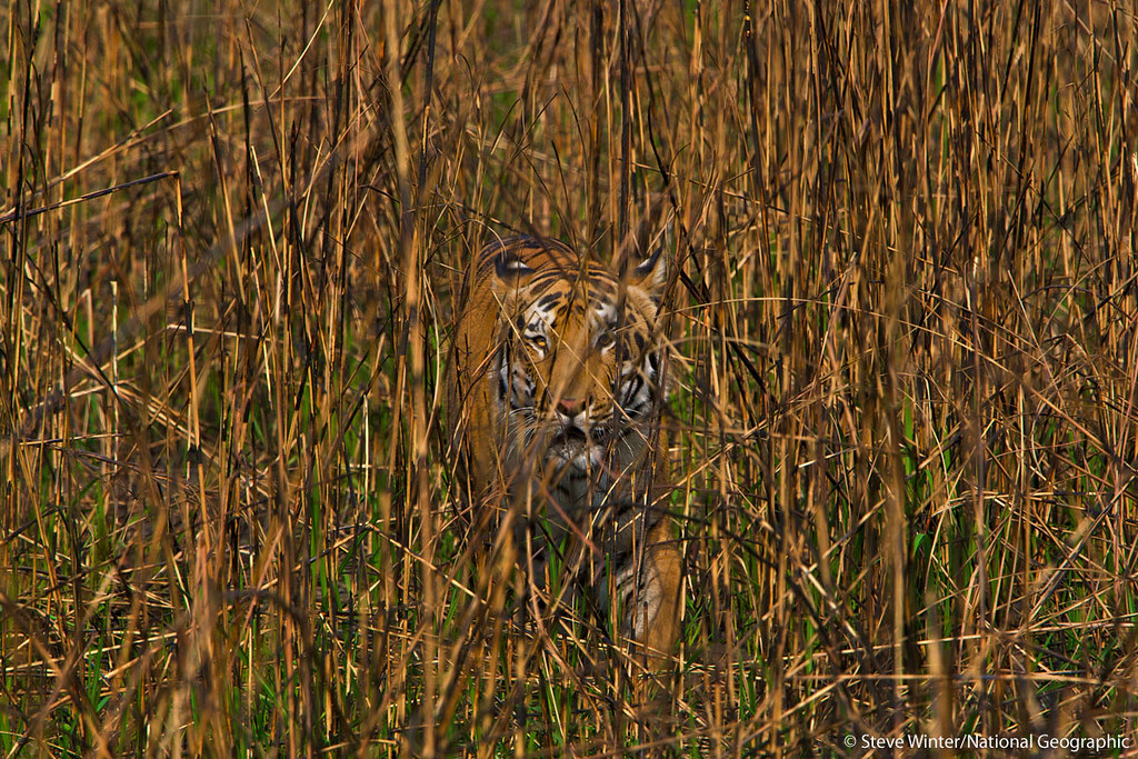 An impressively camouflaged tiger walking through tall gra… Flickr