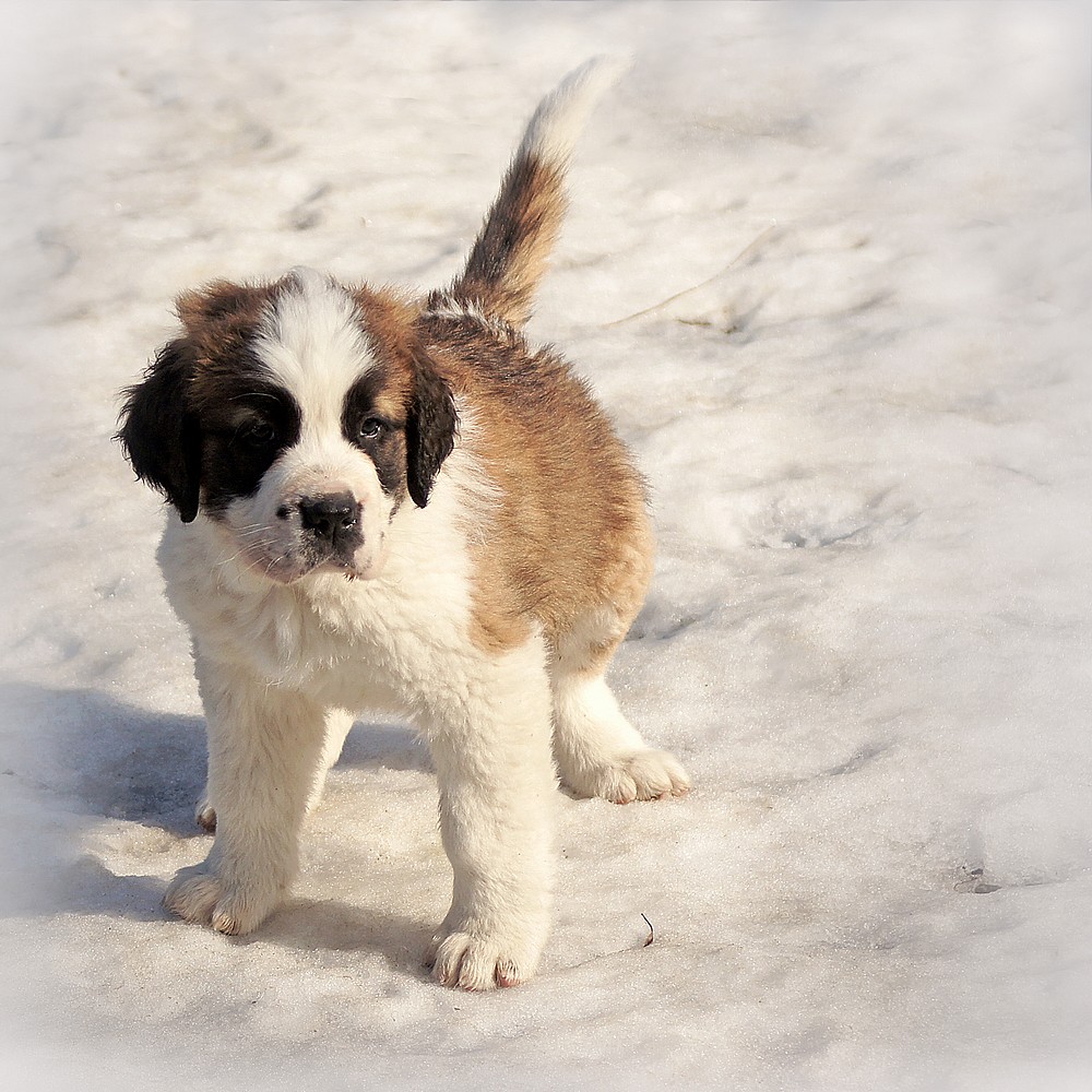 Les chiots de la Fondation du Grand StBernard [6 pics] Flickr