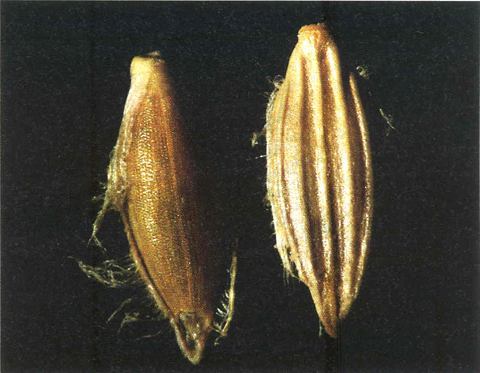 Upland Rice Weeds of South and Southeast Asia_p71c Flickr