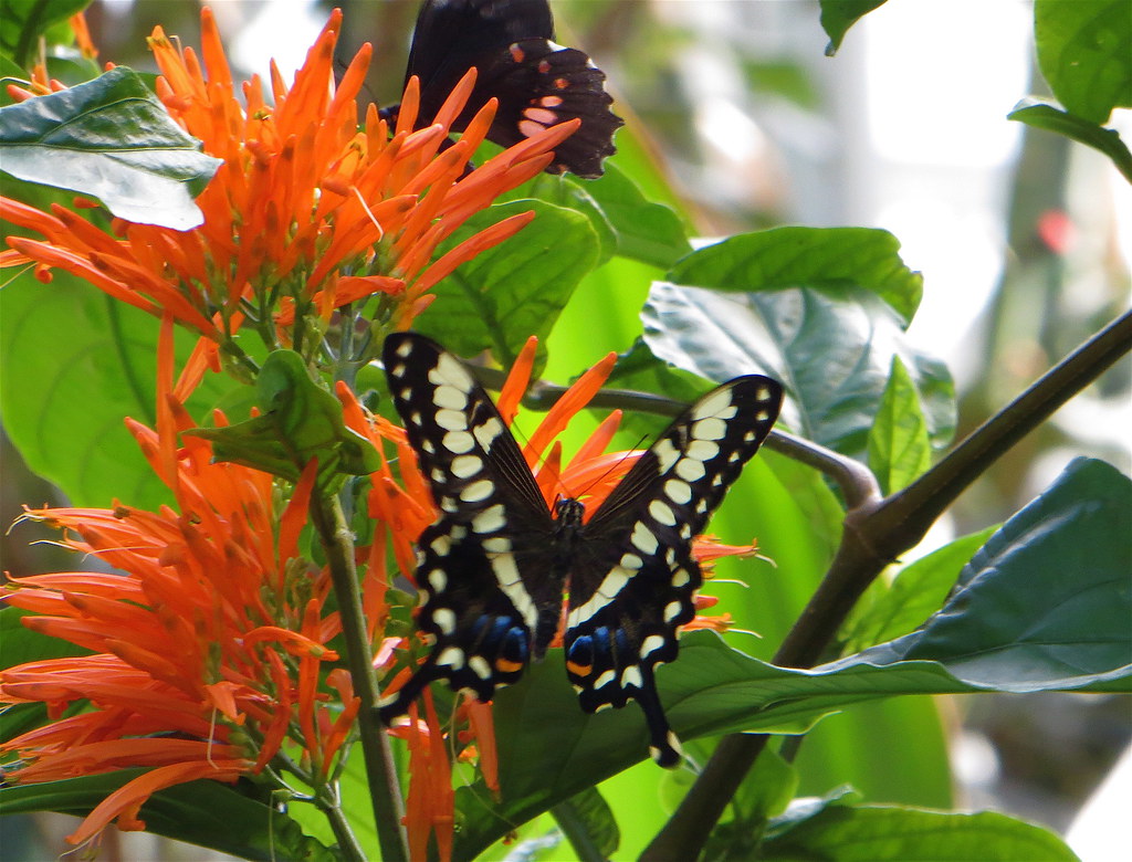 Happy Monday Another from the Butterflies are Blooming exh… Flickr