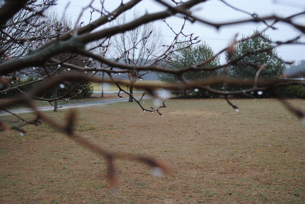 Rainy Day Drops of water following a rainy day in Delaware… Lee