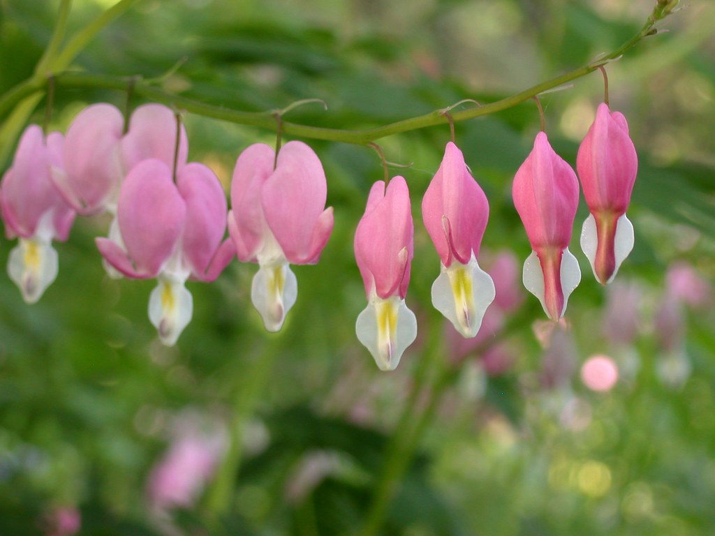 Dicentra spectabilis Dicentra spectabilis (bleeding heart)… Flickr