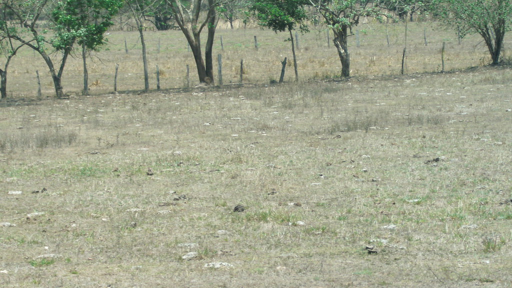 Venta de Terrenos en Comayagua, Honduras Venta de Hermoso … Flickr