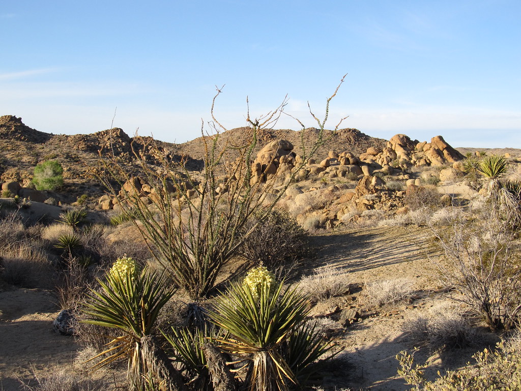 Trail Near Cottonwood Spring, Joshua Tree National Park, C… Flickr