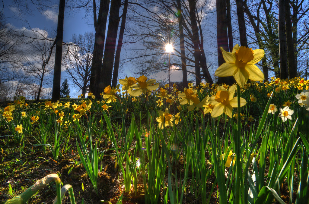 Daffodil Hill... Lake View Cemetery in Cleveland, Ohio USA… Tom