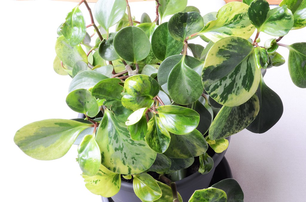 Peperomia obtusifolia "Golden Genua" (Zwergpfeffer) Flickr