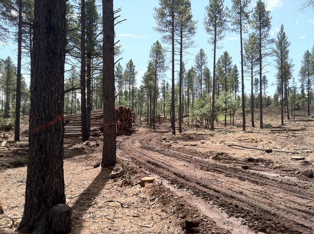 Logging Temporary Road Temporary roads are constructed for… Flickr