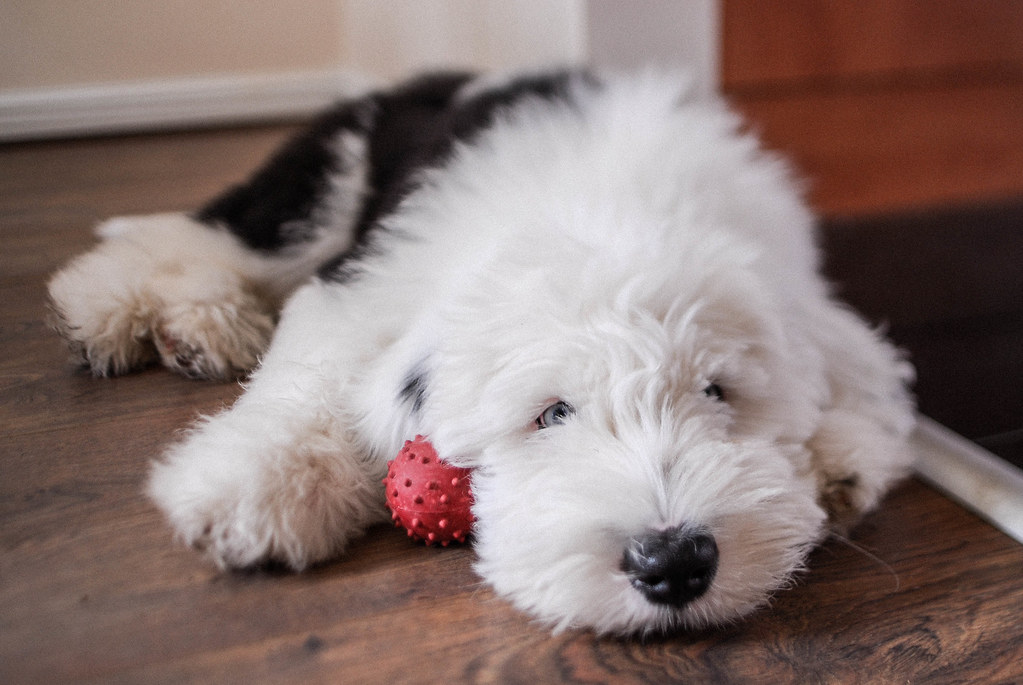 Old English Sheepdog Puppy 14 weeks old David Martyn