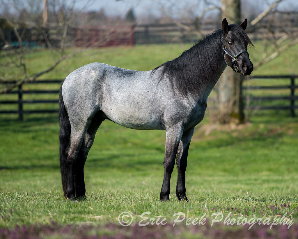 EP1_94665 Blue Roan Rocky Mountain Horse/Kentucky Mountai… Flickr