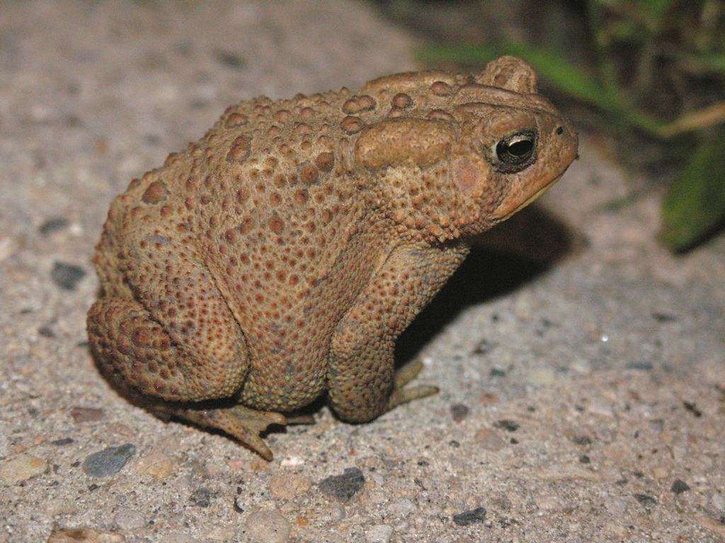 toad Spadefoot toad FukuRyu_2013 Flickr