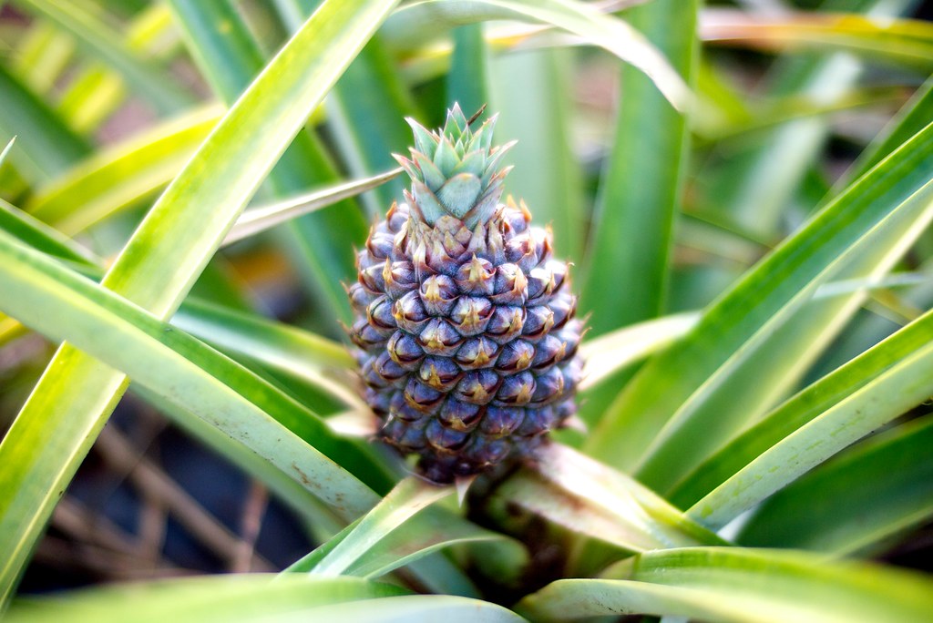 Dole Pineapple Gregory Williams Flickr