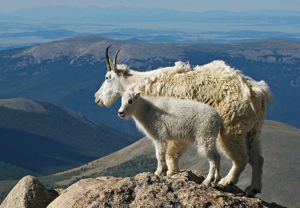 Mountain Goats Colorado Colorado Sands Flickr