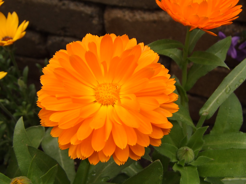 orange upjohn_freak Flickr