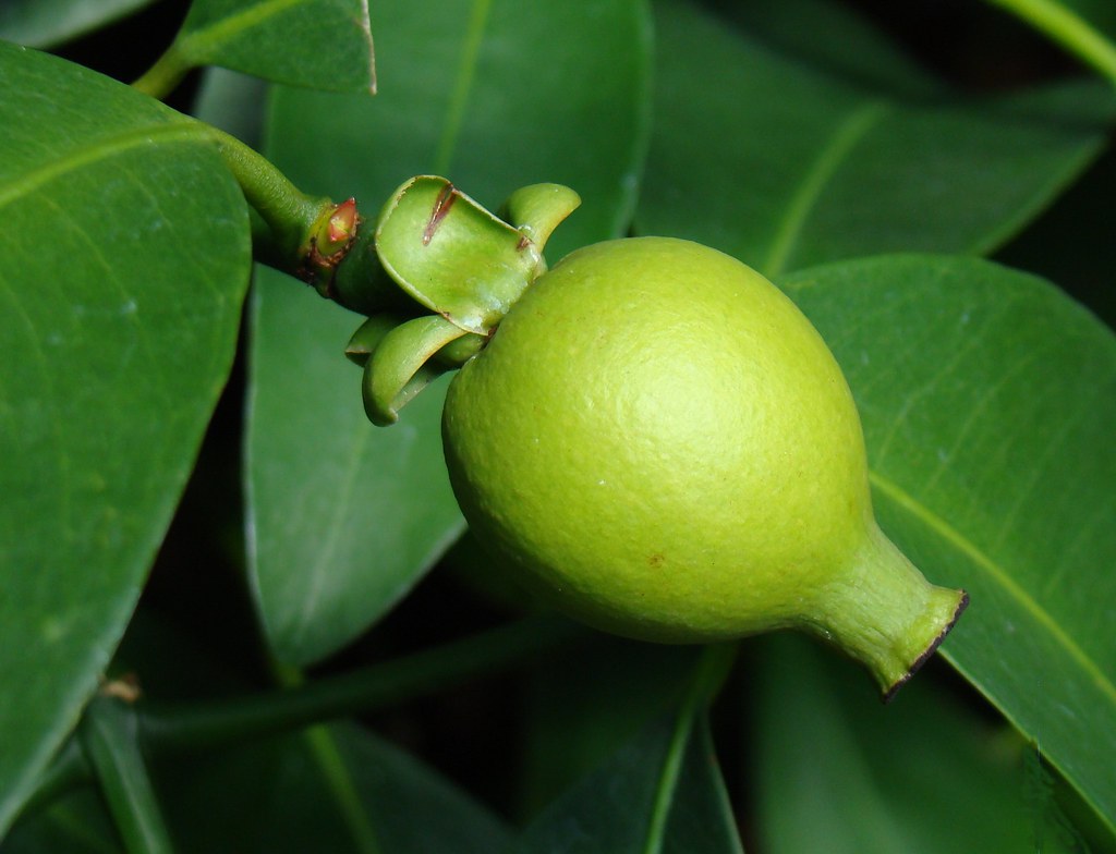 SEASHORE MANGOSTEEN Although Mangosteen is the undisputed … Flickr
