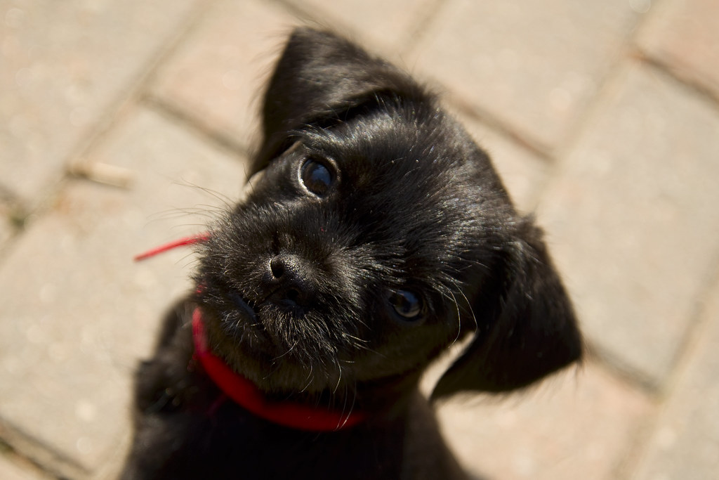 DTA_7723r Puck (A shih tzu, cocker spaniel, poodle mix) Chris