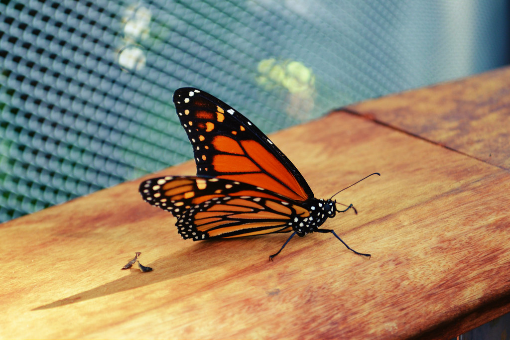 Butterfly Moody Gardens, Galveston MeliiX Flickr