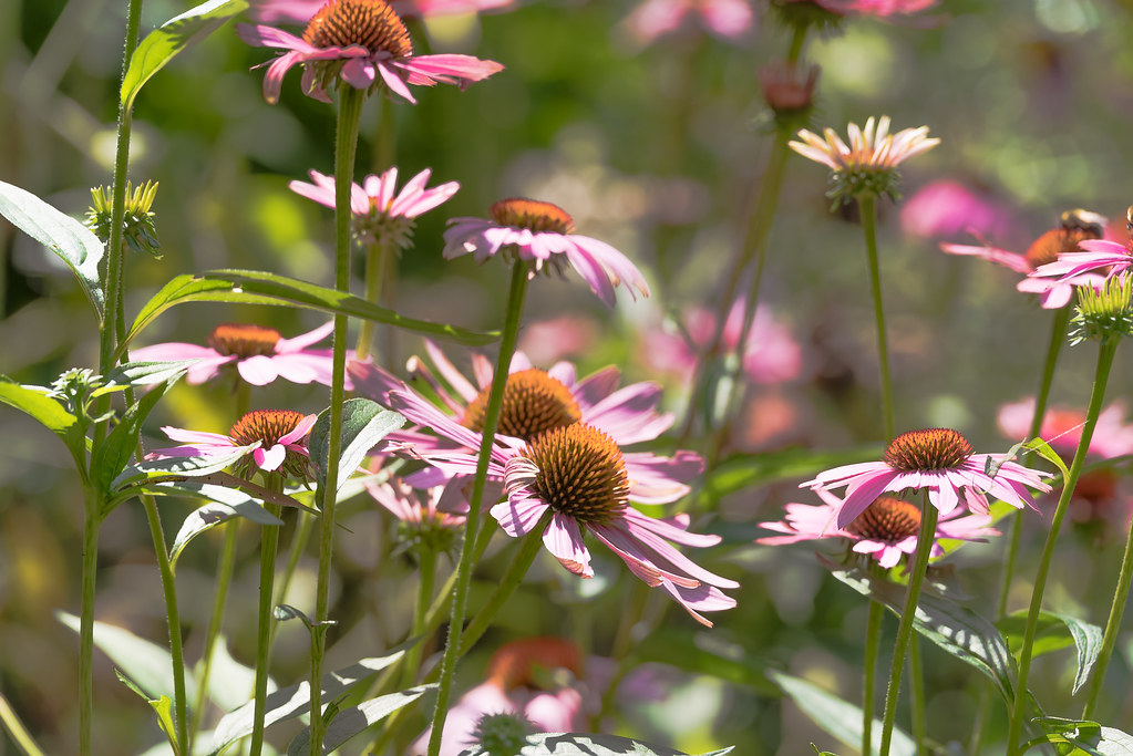 Echinacea Kirkwood Gardens in Holderness, NH K2parn Photography Flickr