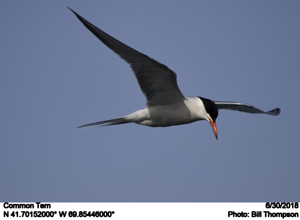Common Tern Common Tern photographed off the coast of Chat… Flickr