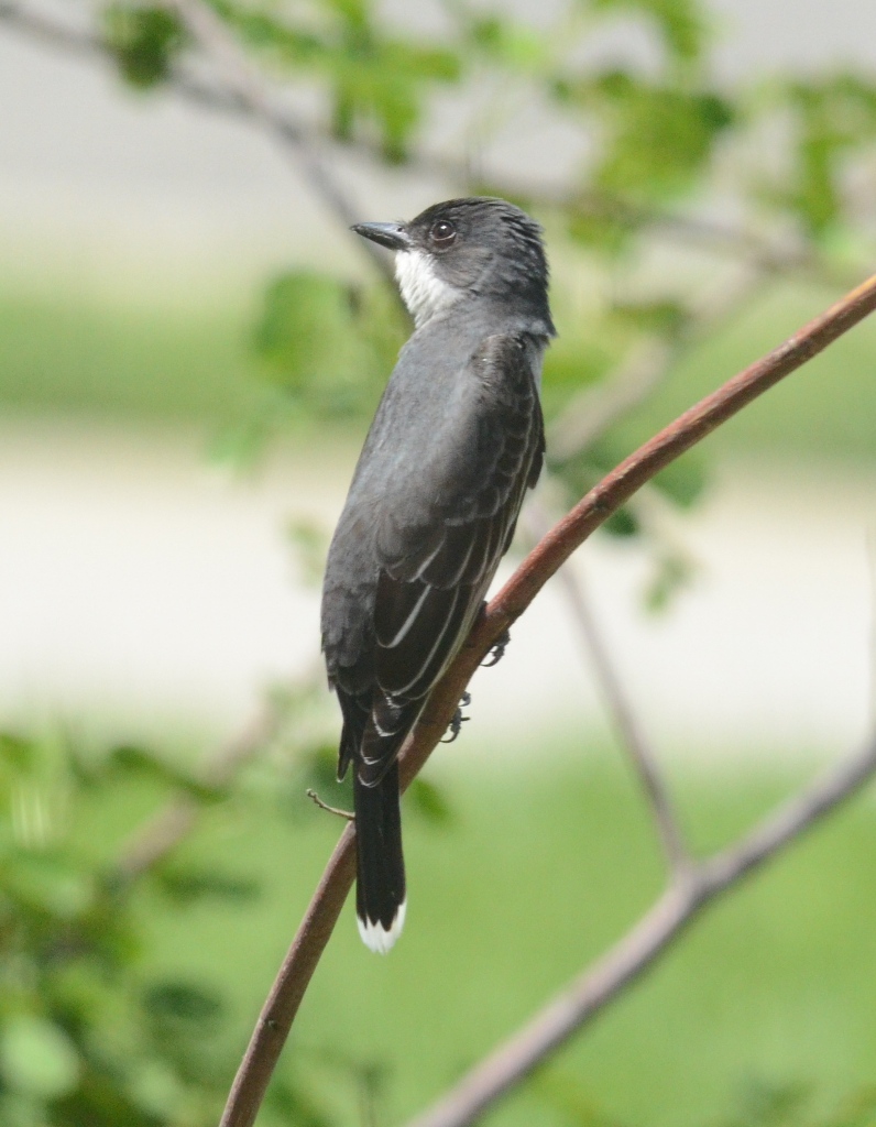 Eastern Kingbird Eastern Kingbird new yardbird 19 Apr 2013… Karen