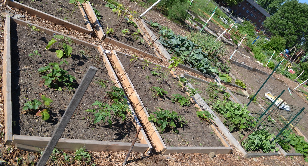 Community garden plots Mostly planted out as of June 4 Flickr