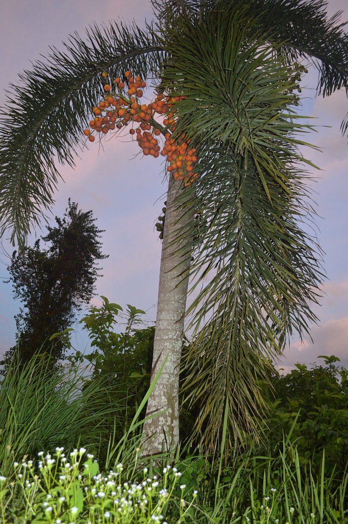 Pokok Pinang In English Pokok pinang merupakan satu