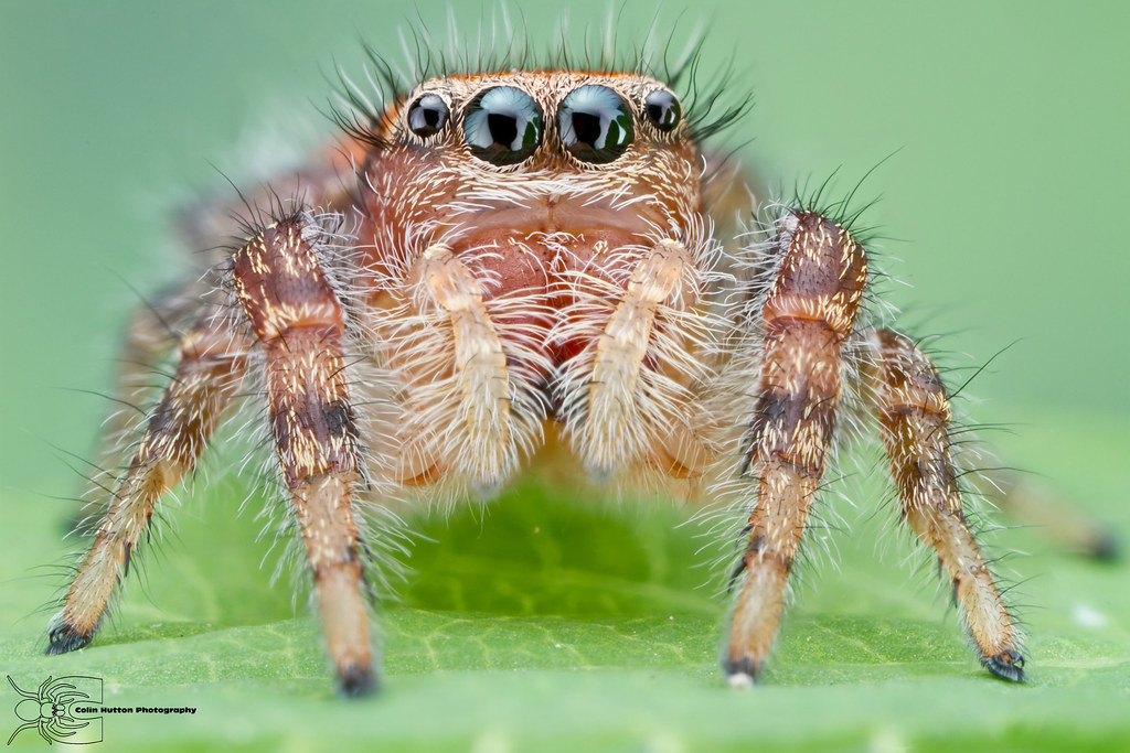 Cardinal Jumping Spider Phidippus cardinalis Colin Hutton Flickr