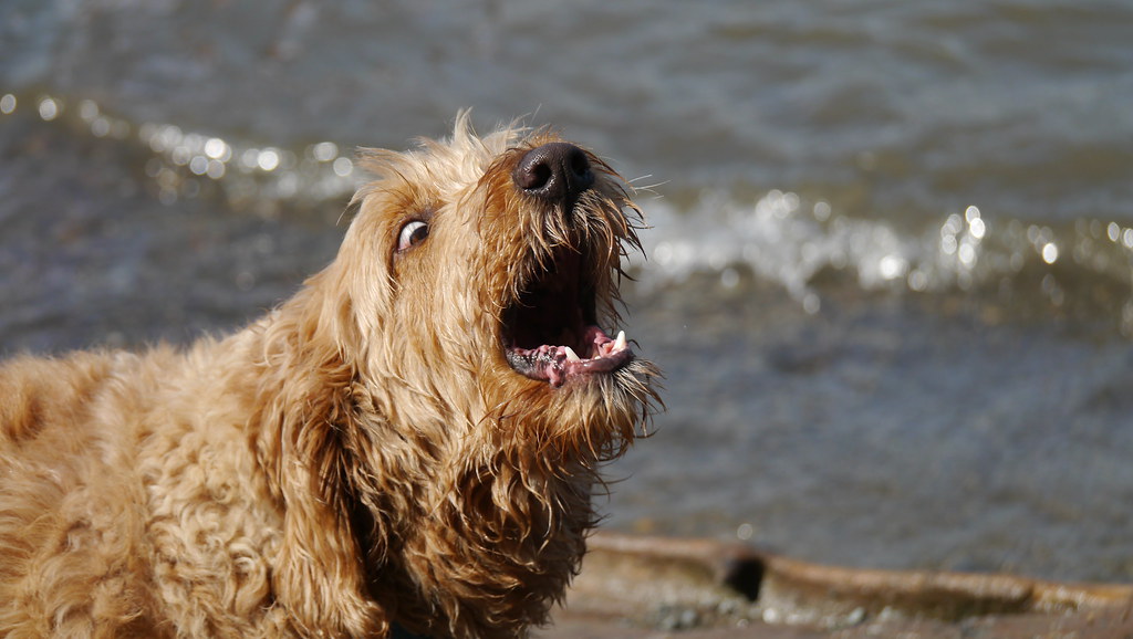Dog shocked expression What do you think is going on her… Flickr
