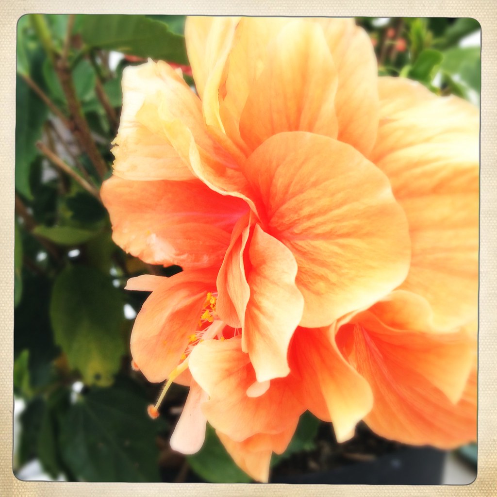 Same hibiscus plant, different color flower. Reema Flickr