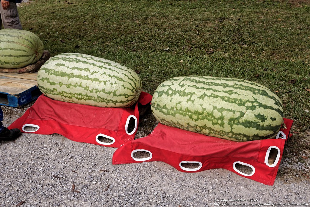 GREAT PUMPKIN FESTIVAL_Allardt,Tennessee (2) The Allardt G… Flickr