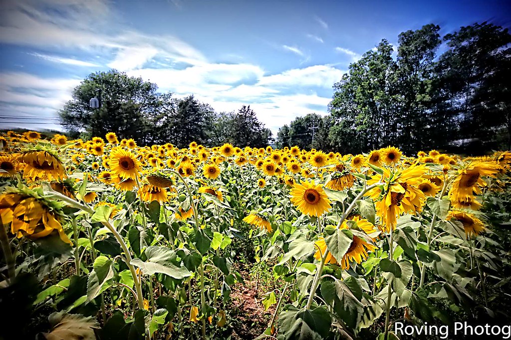 Field of Sunflowers Taken in Griswold, Connecticut, USA at… Flickr