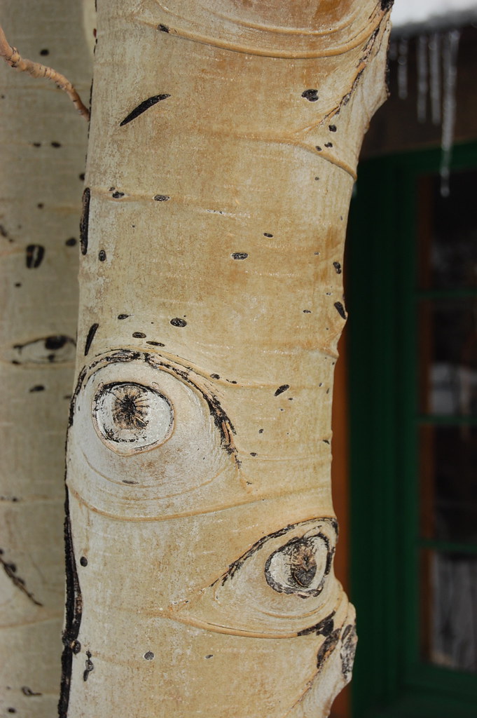 Tree of Eyes Birch tree in Colorado Natalie Mallinoff Flickr