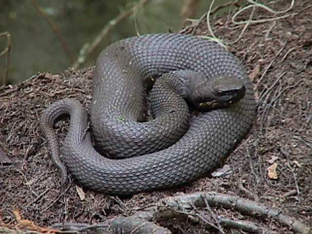 Water moccasin Water moccasins are common in the wetlands … Flickr