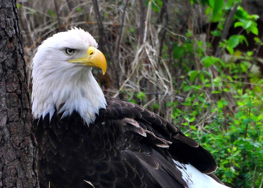 Bald Eagle Oklahoma City Zoo April 2013 zendt66 Flickr
