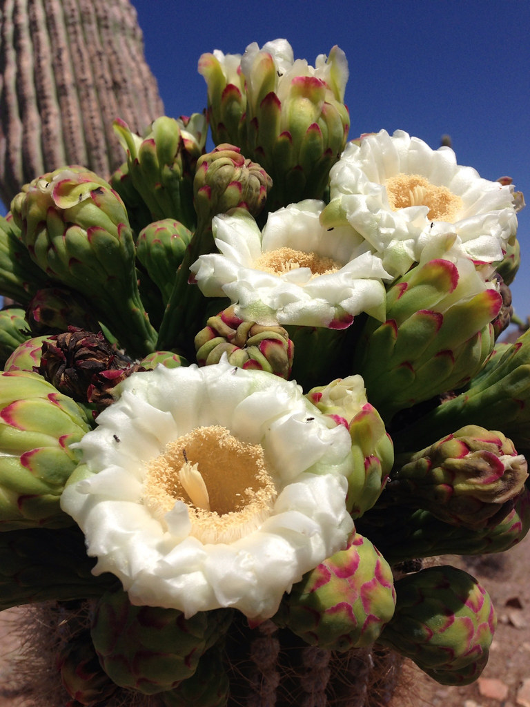 Saguaro Cactus Flowers A sure sign of the return of summer… Flickr