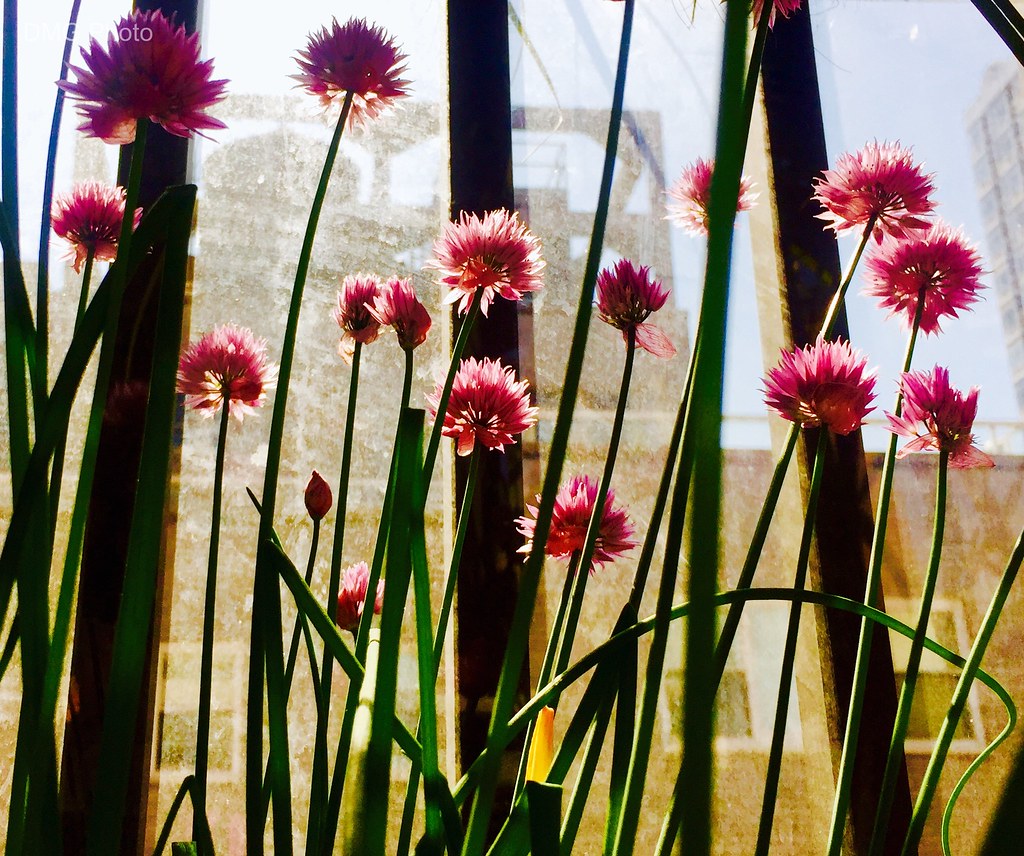 When Chives Bloom DMG Photography Flickr