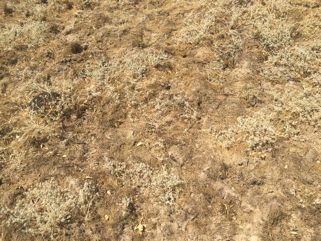 IMG_1227 Eryngium vaseyi var. vallicola Tuolumne County, C… Flickr