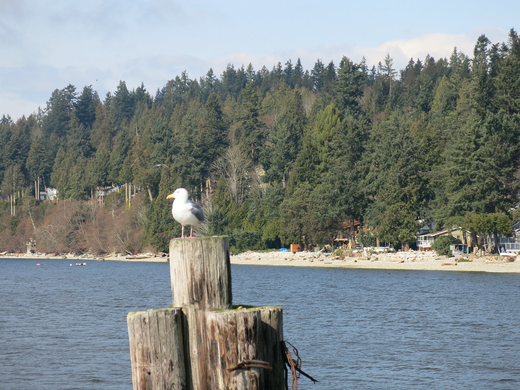 IMG_1335 Davis Bay, Sunshine Coast, BC RachaelQ Flickr