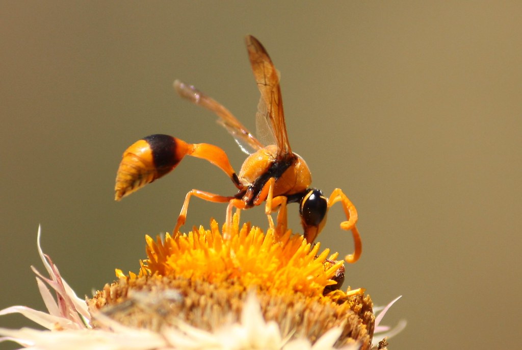 Mud dauber wasp, Sceliphron species Michael Pennay Flickr