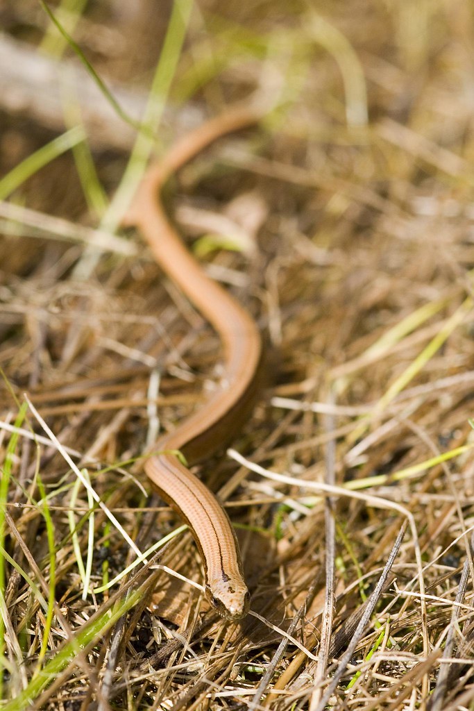 Juvenile Slow worm Juvenile Slow worm at Broadwater Warren… Gareth