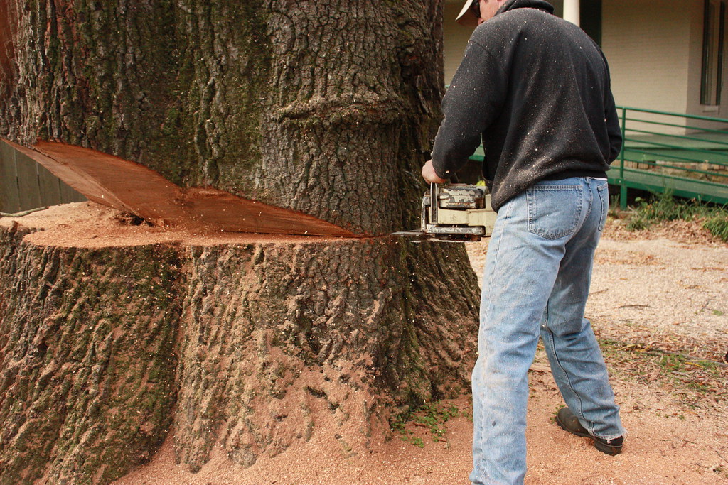 Quality Tree Work White County Arkansas Heath Miller Flickr